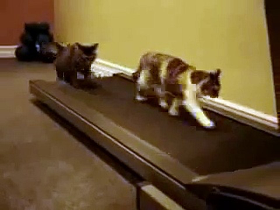 Des chats sur un tapis roulant