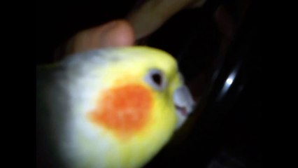 Nymphensittich Eddy wird müde♥  (Song Schlafe mein Prinzchen, schlaf ein)