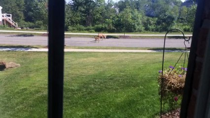 Siberian Husky wants deer out of his yard