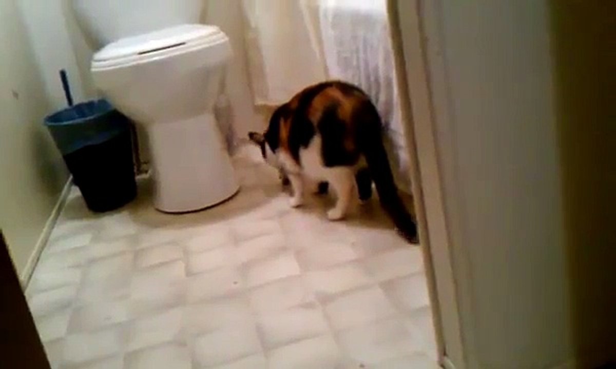 Funny cat and Mouse Video