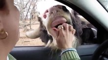 OMG never ever feed cows smile emoticon They will not leave