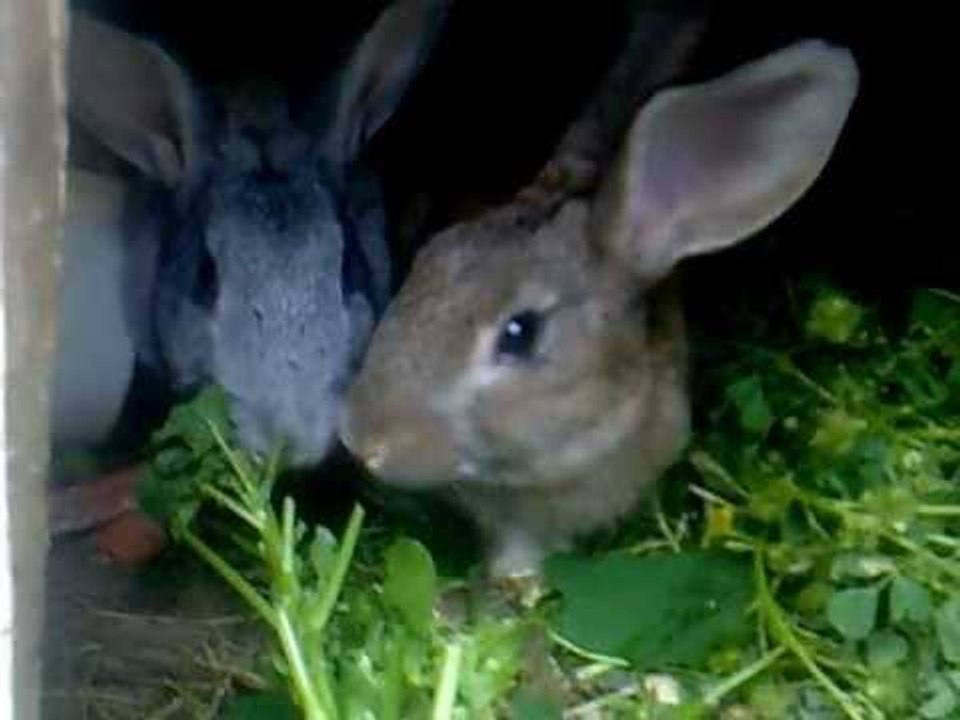 Kiko and Kika   when eat together