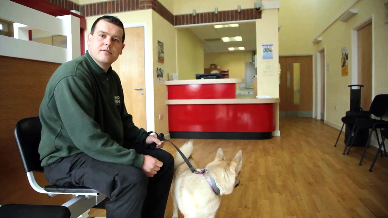 Bringing Your Dog to Us