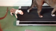 Tiny pitbull pup just wants to workout like an adult