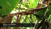 The Herping Experience: Costa Rica
