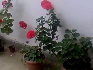 Naturale  floweres at home