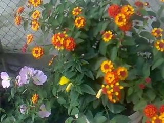 Differente flowers with different color