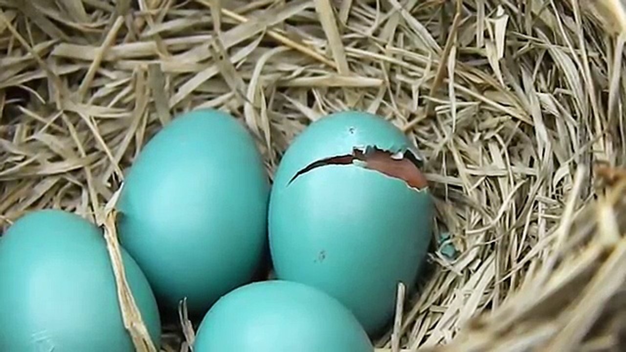 Baby Bird Hatching