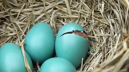 Baby Bird Hatching