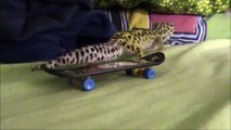 Leopard Gecko skateboarding & preforming tricks on a skateboard!