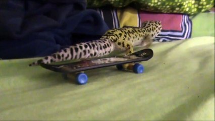 Leopard Gecko skateboarding & preforming tricks on a skateboard!