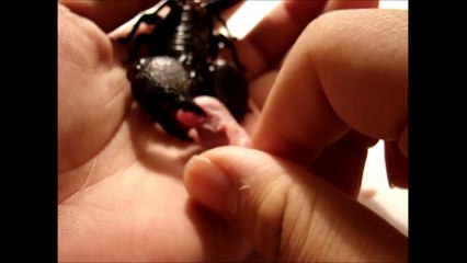 Scorpion Eat Pinky Mouse(HD)