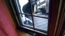 Gatto fa scappare un orso