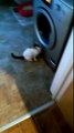 Cat Tries to Break Into a Washing Machine