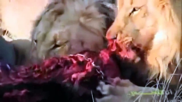 Animals Documentary National Geographic: Animals/Wildlife/Nature (Documentary) #10