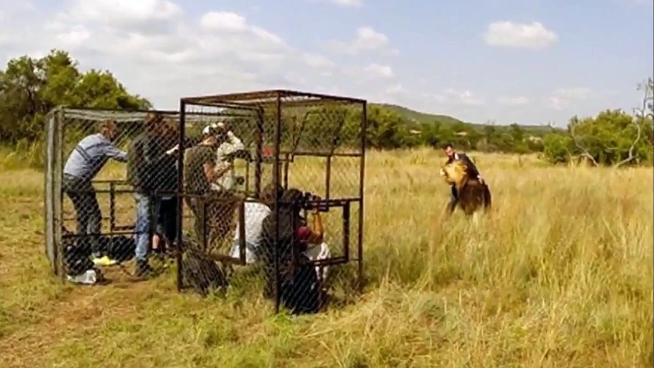 Animals Documentary National Geographic: Animals/Wildlife/Nature (Documentary) #01