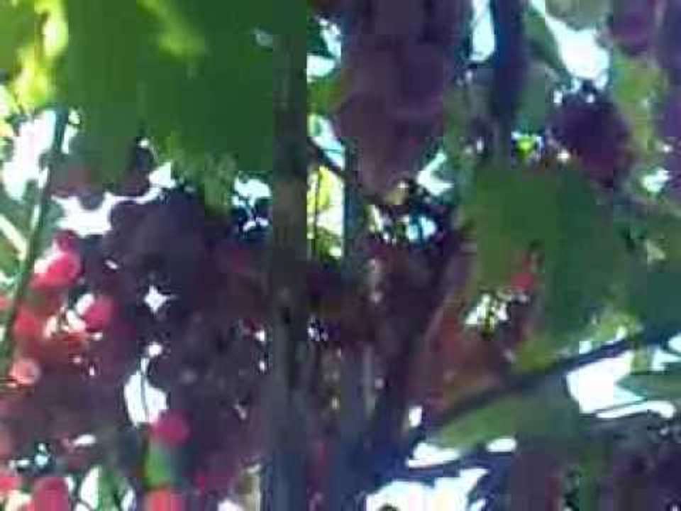 My red grapes home