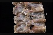 Anatomia Sistemica   Articulaciones y Ligamentos de la Columna Vertebral.