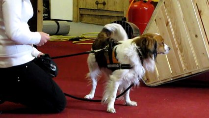 Trickdogging-Tages-Seminar bei Manuela Zaitz - Wir üben den Handstand