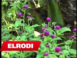 Voci - Si lume derdhet rakia (Official Song)