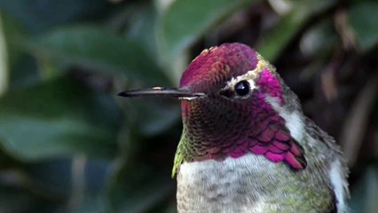 Le plumage d'un colibri change de couleur