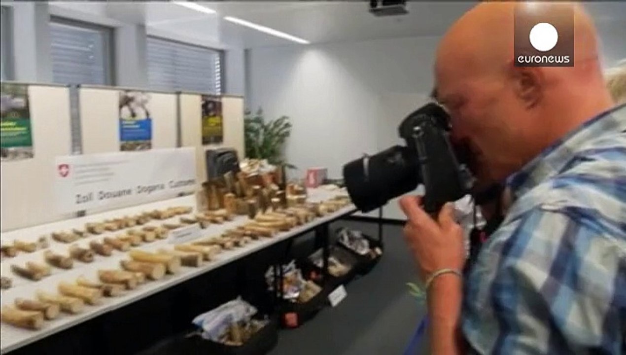 Schweizer Zoll stellt Elfenbein sicher