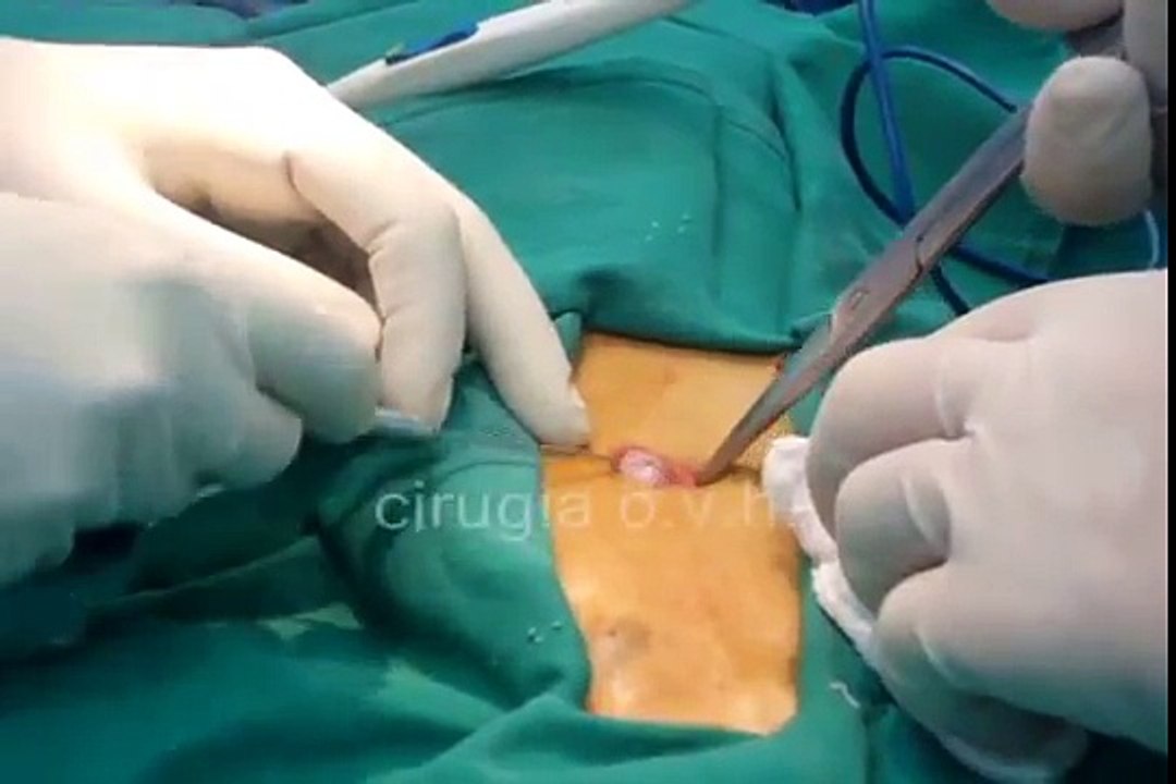 cirugia o.v.h , sasa cortes , propietario Beatriz Cortes ,  criador Berzei Tibor