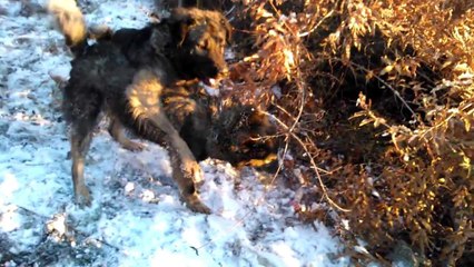 klyshi shapit te ises ne suharek