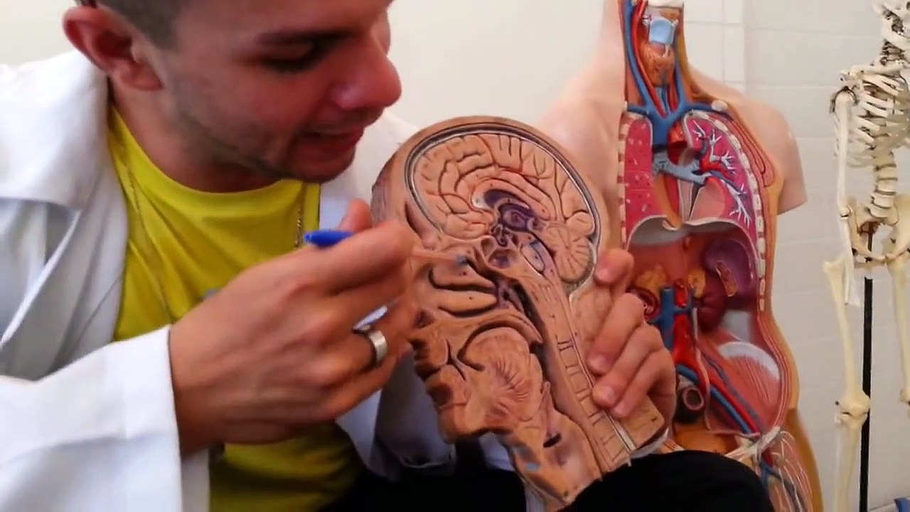 Revisão Sistema Respiratório   Aula 1