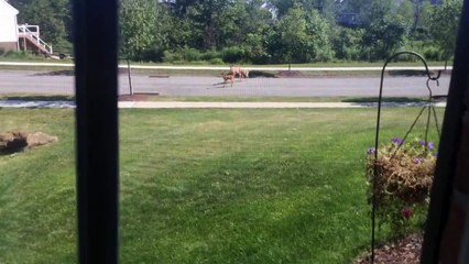 Husky can't contain himself after spotting deer herd