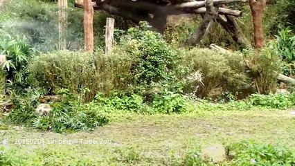 圓仔大動作爬樹.觀眾笑呵呵- 20150201