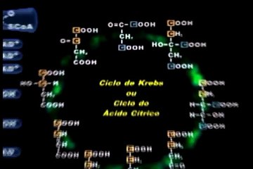 Ciclo de Krebs