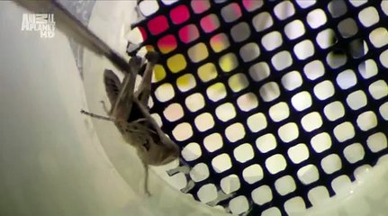 Animal Planet: Саранча / Swarm Chasers Locusts (2011)
