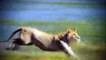 African Lions National Geographic Documentary 720p  National Geographic Wild Premiere TV™