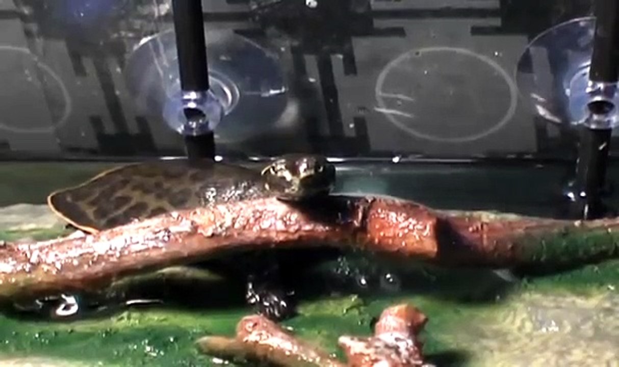 Florida Soft Shell Turtles