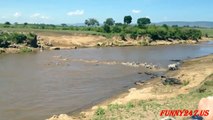 Crocodile Attack Zebra & Eating Real Life ☆ Amazing Animal