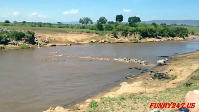 Crocodile Attack Zebra & Eating Real Life ☆ Amazing Animal