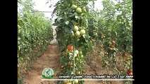 عطاء متواصل   الزراعة العضوية وانتاج السماد العضوي   وزارة الزراعة   غزة