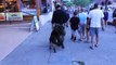 German Shepherd for personal protection loose on crowded sidewalks