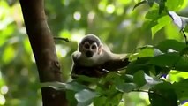 Amazing Discoveries of Unknown Animal Species 720p Documentary & Life Discovery HD
