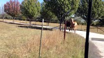 Cruel Man Chases his horses just to be mean - How to abuse a rescued Horse