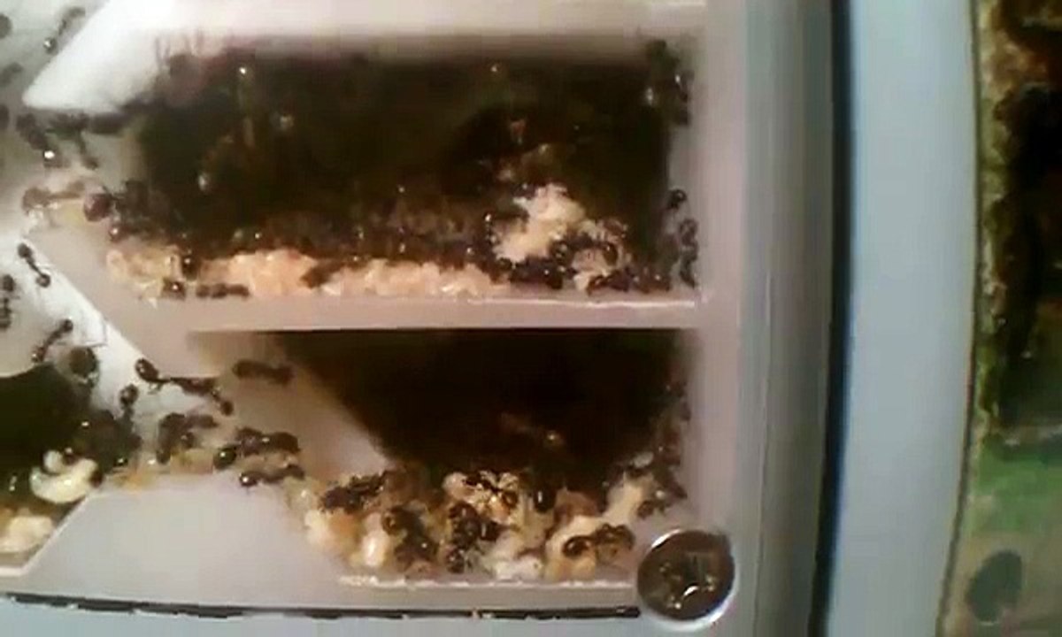 My Veromessor pergandei colony 9 months