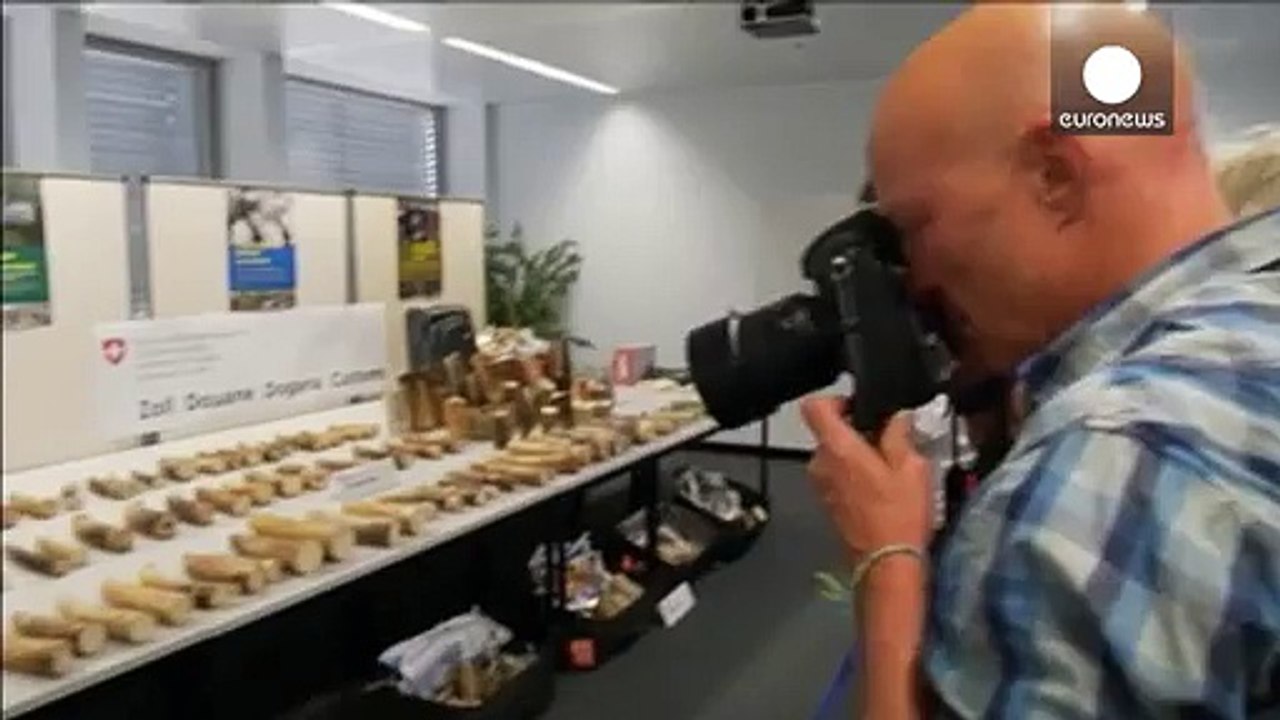 В Швейцарии изъята крупная партия контрабанды слоновой кости