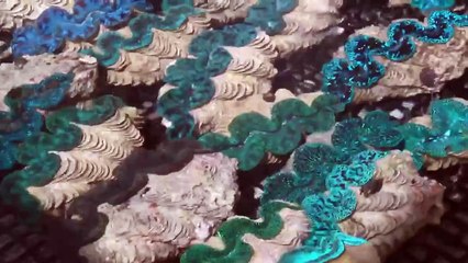 Maxima Clam Care at Pacific East Aquaculture