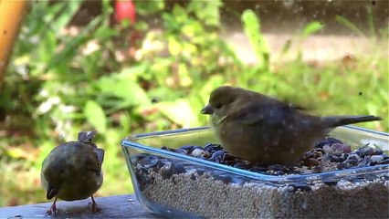 American Goldfinch Mom Feeding Her Baby