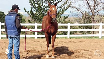 Arabian Horse Judging Educational Resource Series Class #1 Half-Arabian Geldings