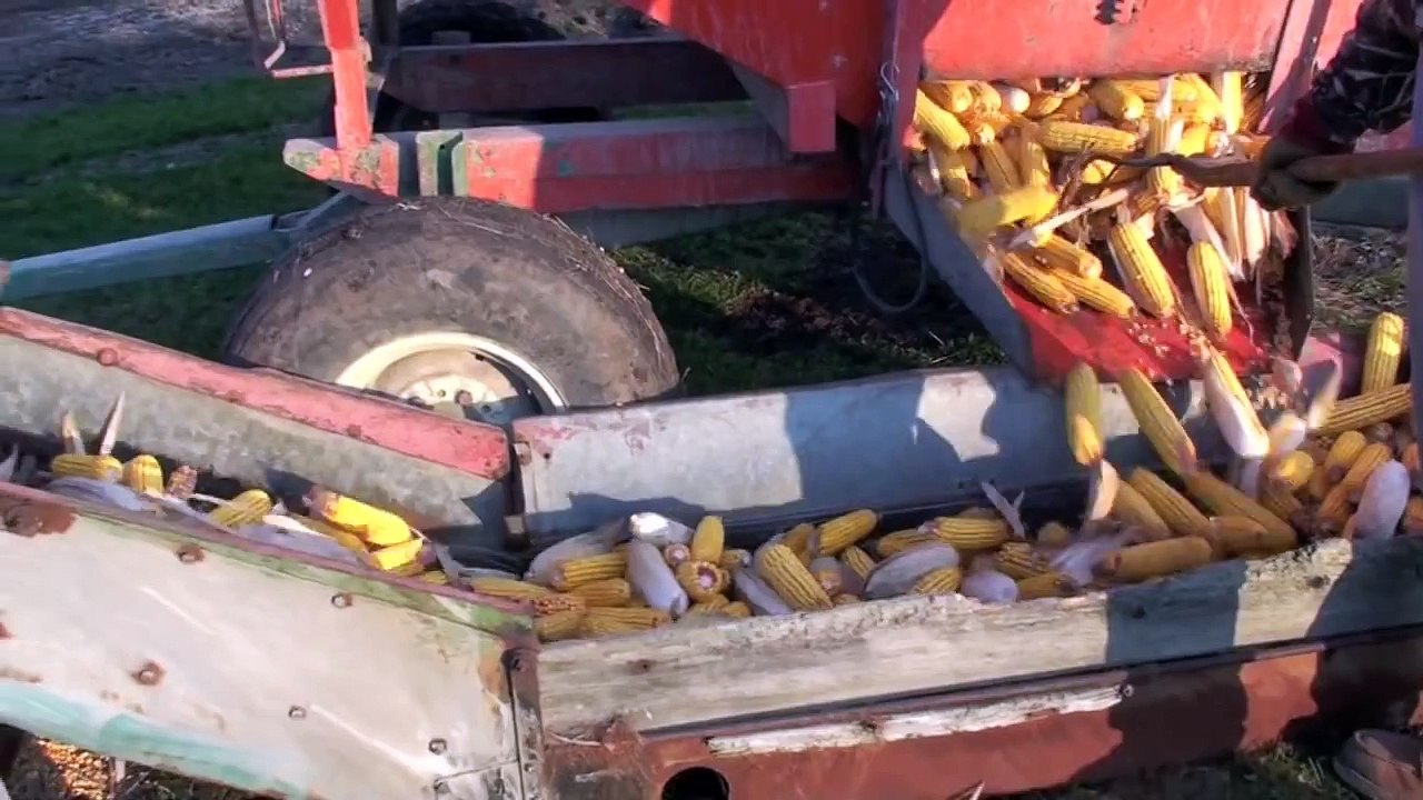 Ear Corn Crib and Elevator