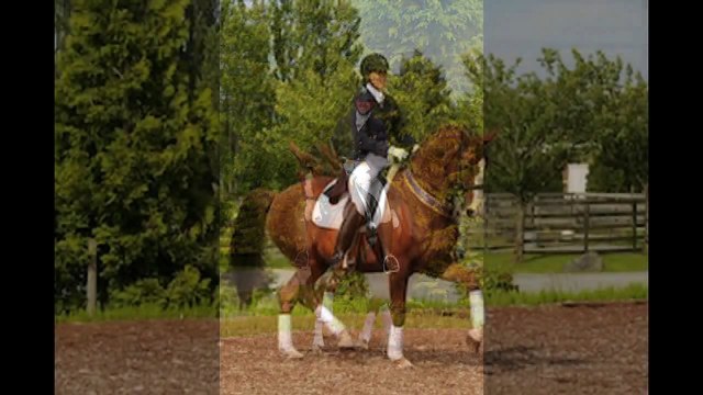 SOLD ~ Grand Prix Dressage Gelding ~