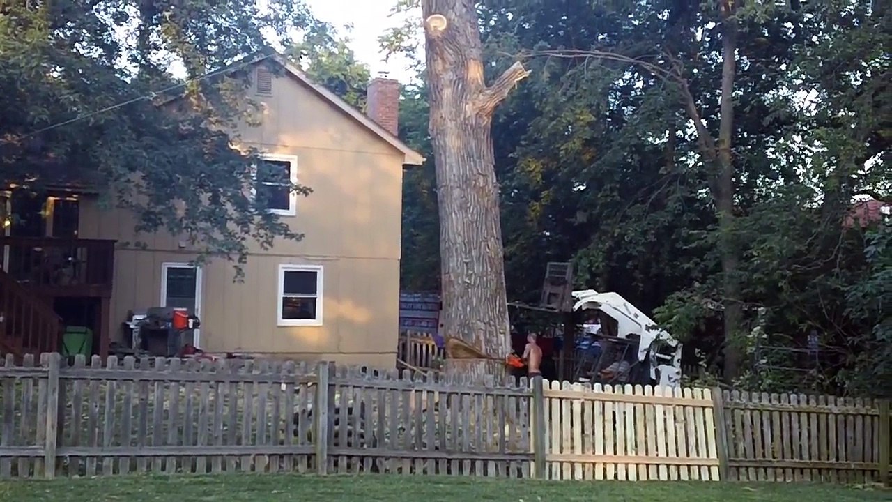 Immaculate Tree Service