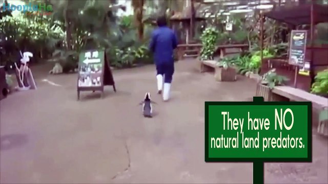 5 Facts That Prove Penguins Are Adorable BUT Tough